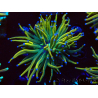 WYSIWYG Euphyllia glabrescens (Mariculture acclimated under LED) 8F5