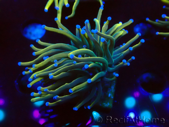 WYSIWYG Euphyllia glabrescens Super Bright (Maricultura aclimatada bajo LED) 8F6