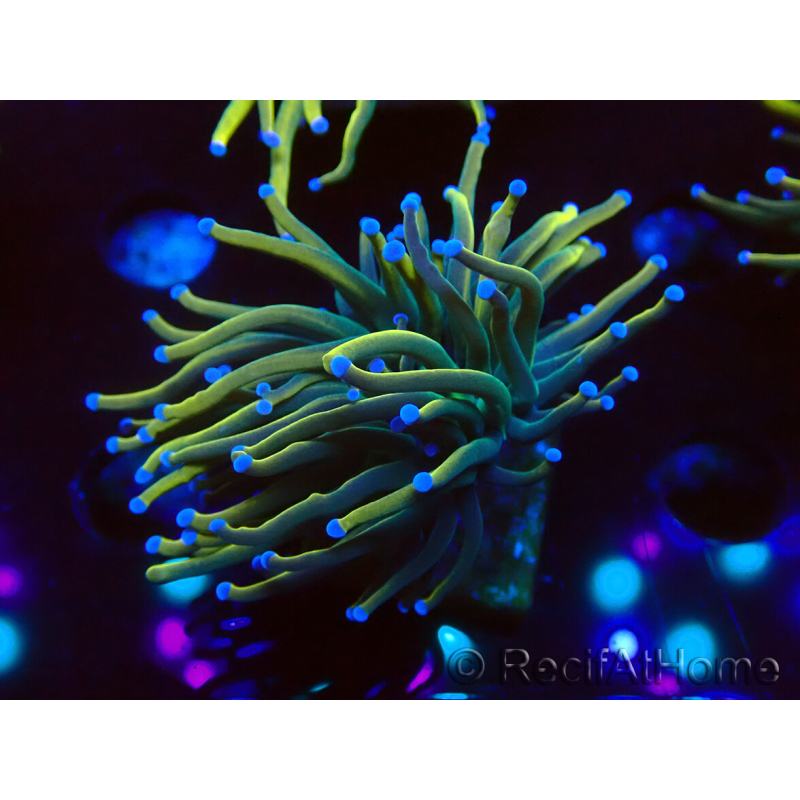 WYSIWYG Euphyllia glabrescens Super Bright (Maricultura acclimatata sotto LED) 8F6