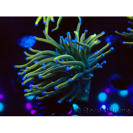 WYSIWYG Euphyllia glabrescens Super Bright (Mariculture acclimaté sous LED) 8F6