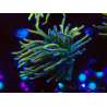 WYSIWYG Euphyllia glabrescens Super Bright (Mariculture acclimaté sous LED) 8F6