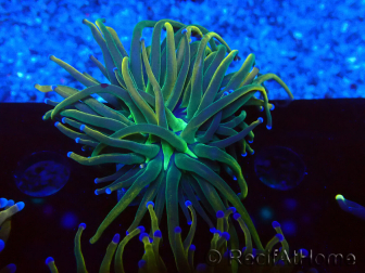 WYSIWYG Euphyllia glabrescens (Maricoltura acclimatato sotto LED) 8N5