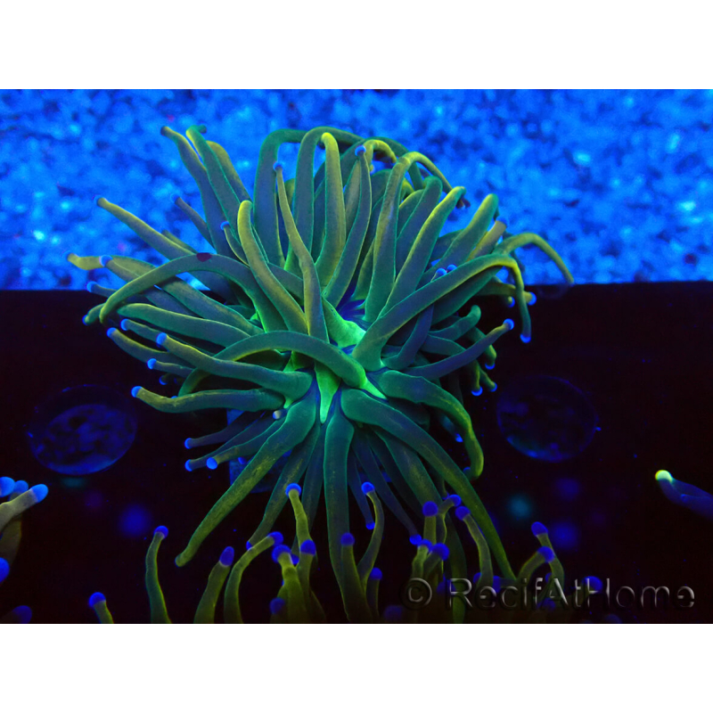WYSIWYG Euphyllia glabrescens (Mariculture acclimaté sous LED) 8F7
