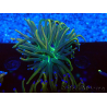 WYSIWYG Euphyllia glabrescens (Mariculture acclimaté sous LED) 8F7