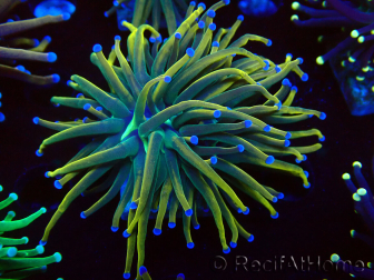 WYSIWYG Euphyllia glabrescens (Marikultur unter LED akklimatisiert) 8N6