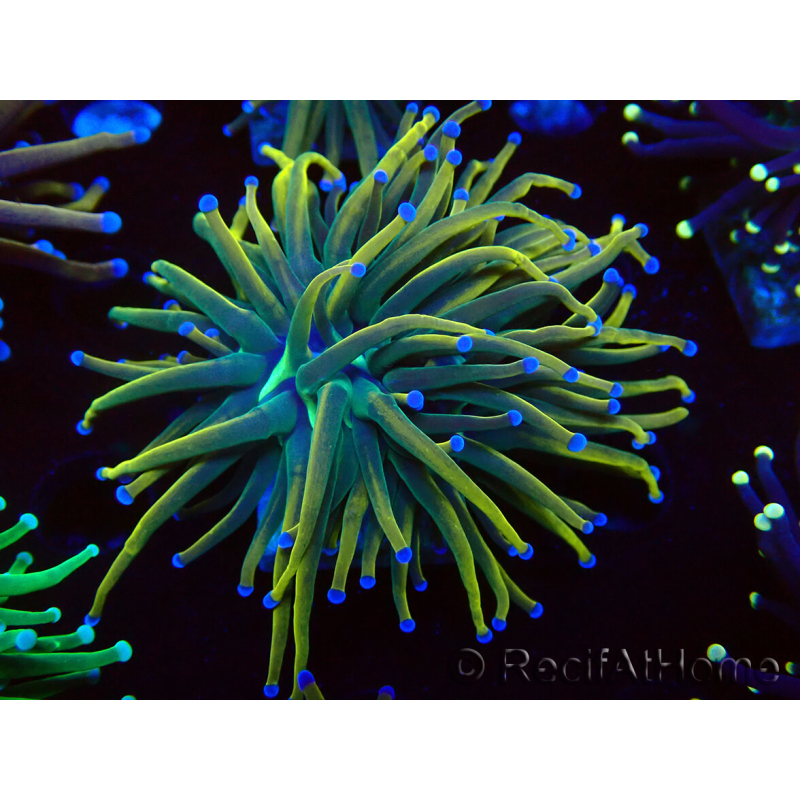 WYSIWYG Euphyllia glabrescens (Mariculture acclimaté sous LED) 8F8