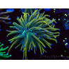 WYSIWYG Euphyllia glabrescens (Mariculture acclimaté sous LED) 8F8