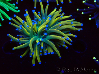 WYSIWYG Euphyllia glabrescens (Maricoltura acclimatata sotto LED) 8G2