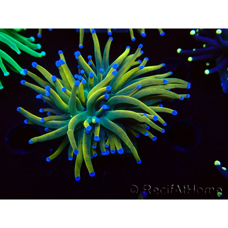 WYSIWYG Euphyllia glabrescens (Mariculture acclimaté sous LED) 8G2