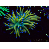 WYSIWYG Euphyllia glabrescens (Mariculture acclimaté sous LED) 8G2