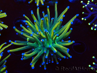 WYSIWYG Euphyllia glabrescens (Maricultura aclimatada bajo LED) 8G3