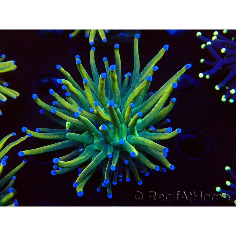 WYSIWYG Euphyllia glabrescens (Marikultur, unter LED akklimatisiert) 8G3