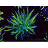 WYSIWYG Euphyllia glabrescens (Mariculture acclimated under LED) 8G3
