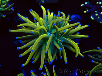 WYSIWYG Euphyllia glabrescens (Marikultur, an LED-Licht gewöhnt) 8G5