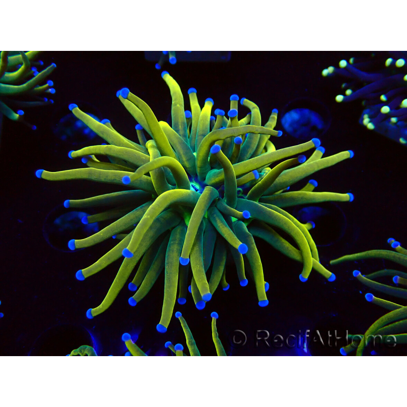 WYSIWYG Euphyllia glabrescens (Mariculture acclimaté sous LED) 8G5