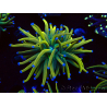 WYSIWYG Euphyllia glabrescens (Marikultur, an LED-Licht gewöhnt) 8G5