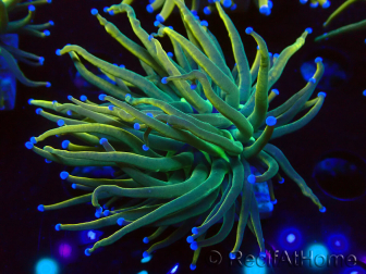 WYSIWYG Euphyllia glabrescens (Maricoltura acclimatata sotto LED) 8A7