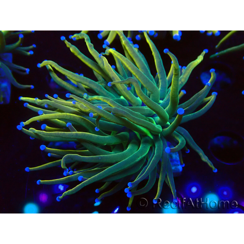 WYSIWYG Euphyllia glabrescens (Mariculture acclimaté sous LED) 8G7
