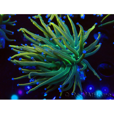 WYSIWYG Euphyllia glabrescens (Mariculture acclimaté sous LED) 8G7