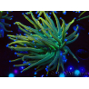 WYSIWYG Euphyllia glabrescens (Mariculture acclimated under LED) 8A7