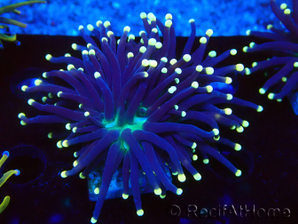 WYSIWYG Euphyllia glabrescens (Marikultur, akklimatisiert unter LED) 8A7