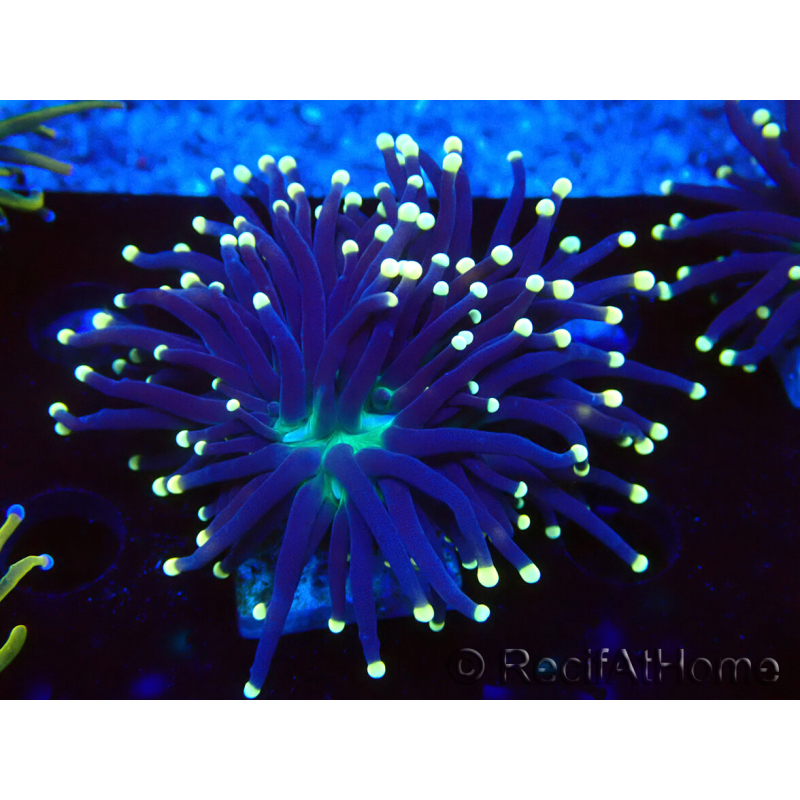 WYSIWYG Euphyllia glabrescens (Marikultur, akklimatisiert unter LED) 8A7