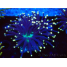 WYSIWYG Euphyllia glabrescens (Mariculture acclimated under LED) 8A7