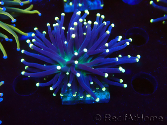 WYSIWYG Euphyllia glabrescens (Maricultura aclimatada bajo LED) 8H2