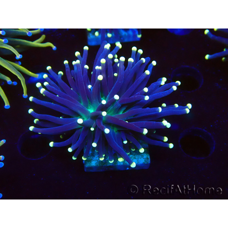 WYSIWYG Euphyllia glabrescens (Mariculture acclimaté sous LED) 8H2