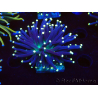 WYSIWYG Euphyllia glabrescens (Mariculture acclimaté sous LED) 8H2