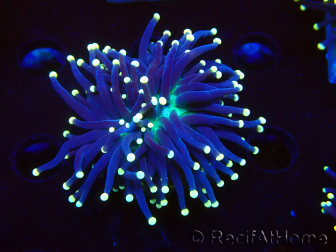 WYSIWYG Euphyllia glabrescens (Marikultiviert und an LED angepasst) 8H3