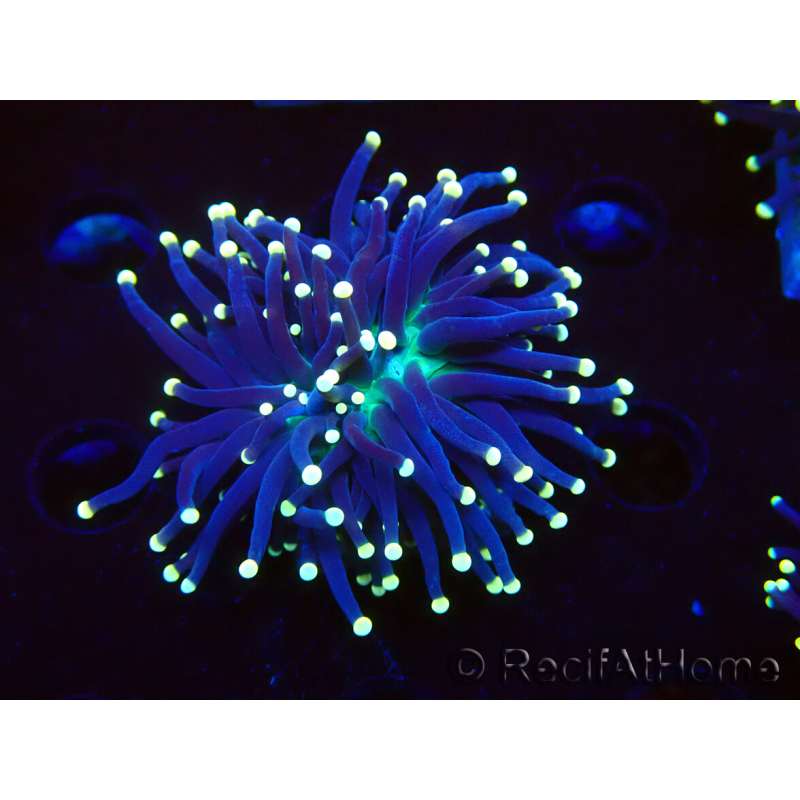 WYSIWYG Euphyllia glabrescens (Mariculture acclimaté sous LED) 8H3