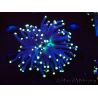 WYSIWYG Euphyllia glabrescens (Mariculture acclimaté sous LED) 8H3