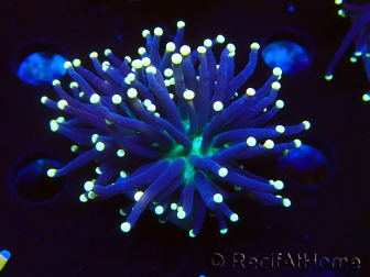 WYSIWYG Euphyllia glabrescens (Mariculture acclimated under LED) 8H4
