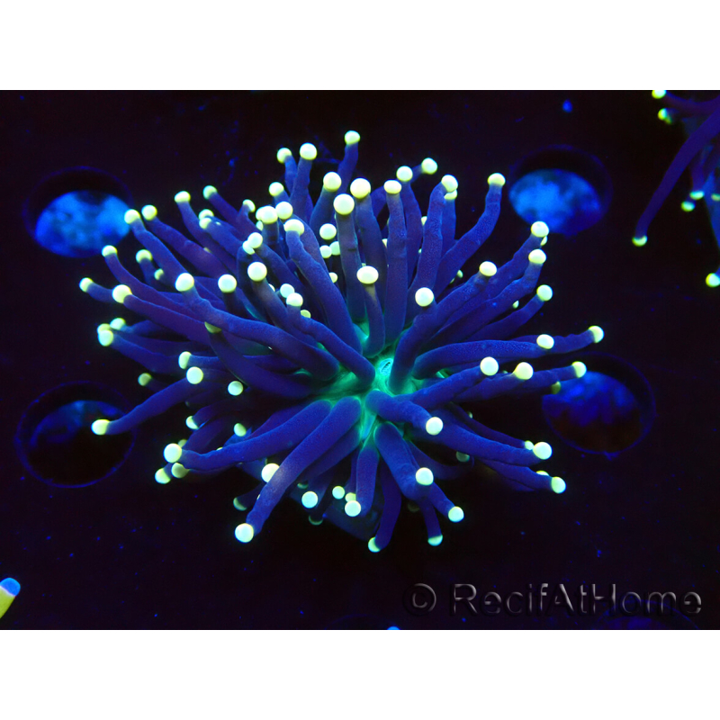 WYSIWYG Euphyllia glabrescens (Mariculture acclimaté sous LED) 8H4
