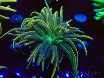 WYSIWYG Euphyllia glabrescens (Mariculture acclimated under LED) 8H5