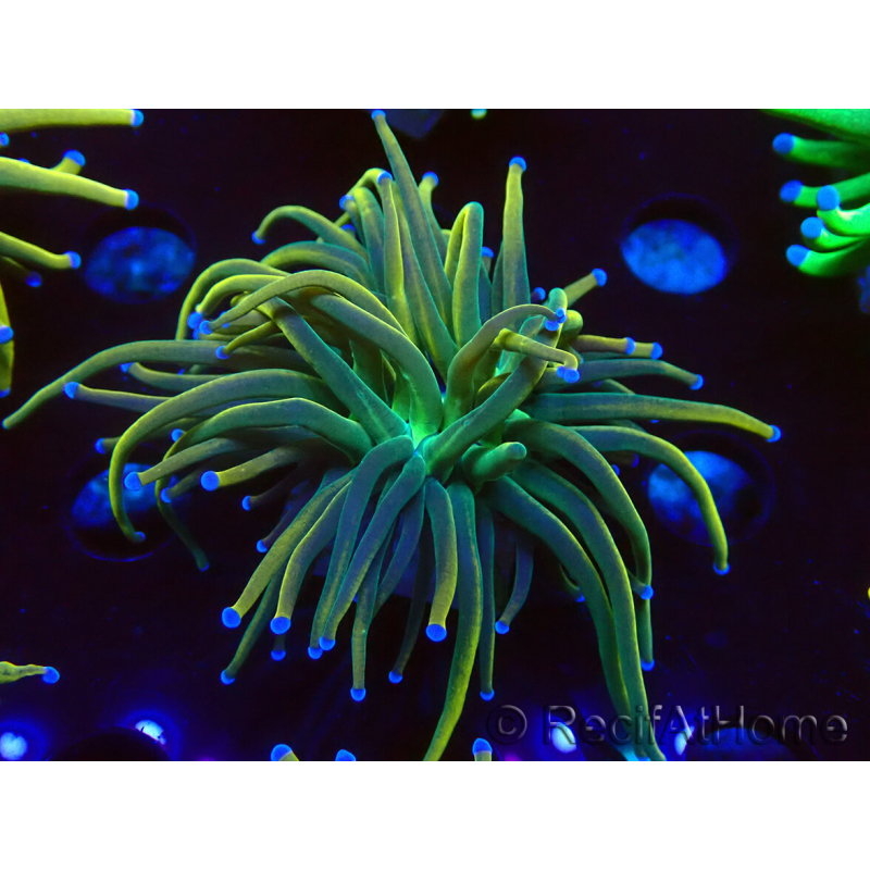 WYSIWYG Euphyllia glabrescens (Mariculture acclimaté sous LED) 8H5