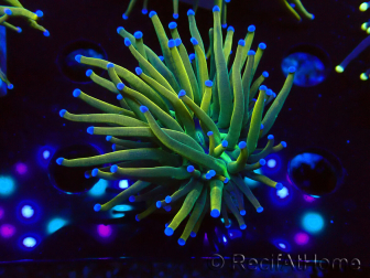 WYSIWYG Euphyllia glabrescens (Mariculture acclimated under LED) 8H6