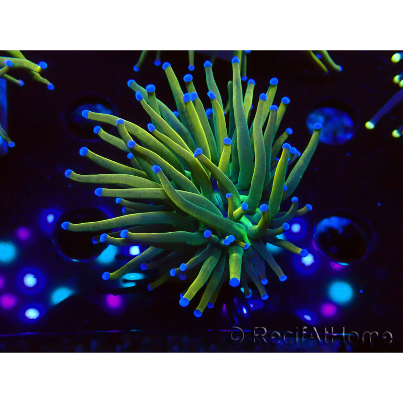 WYSIWYG Euphyllia glabrescens (Mariculture acclimaté sous LED) 8H6
