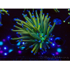 WYSIWYG Euphyllia glabrescens (Mariculture acclimaté sous LED) 8H6