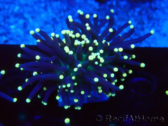 WYSIWYG Euphyllia glabrescens (Mariculture acclimated under LED) 8C7