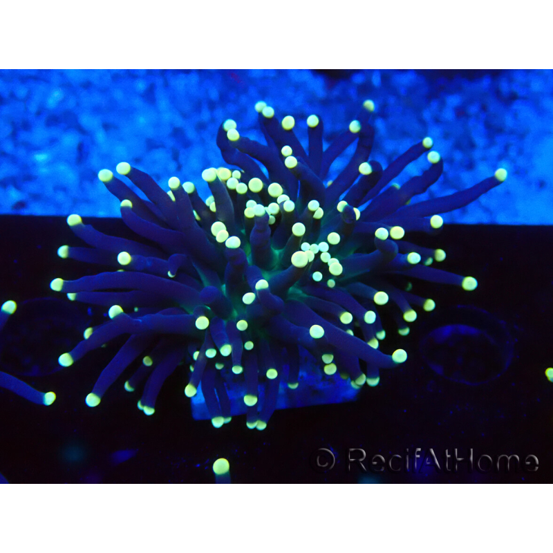 WYSIWYG Euphyllia glabrescens (Mariculture acclimaté sous LED) 8H7