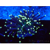 WYSIWYG Euphyllia glabrescens (Mariculture acclimaté sous LED) 8H7