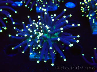 WYSIWYG Euphyllia glabrescens (Marikultur, akklimatisiert unter LED) 8C7