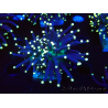 WYSIWYG Euphyllia glabrescens (Mariculture acclimaté sous LED) 8H8