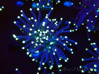 WYSIWYG Euphyllia glabrescens (Unter LED akklimatisierte Marikultur) 8I1