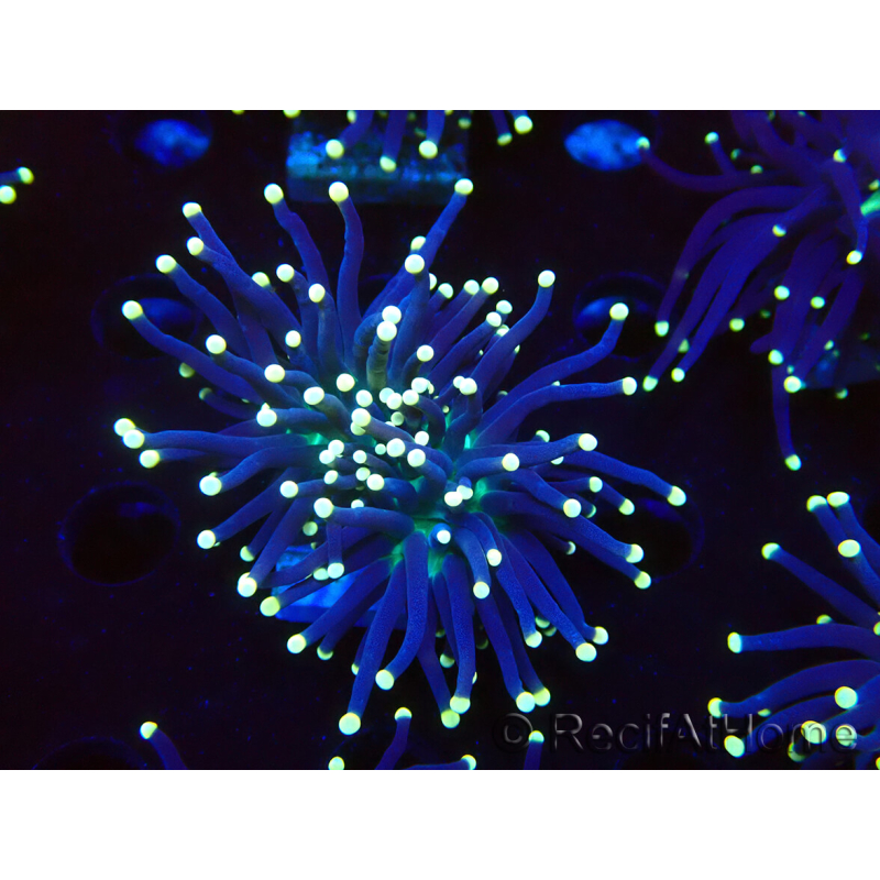 WYSIWYG Euphyllia glabrescens (Maricultura aclimatada bajo LED) 8I1