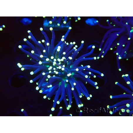 WYSIWYG Euphyllia glabrescens (Mariculture acclimated under LED) 8I1