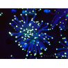 WYSIWYG Euphyllia glabrescens (Maricultura aclimatada bajo LED) 8I1