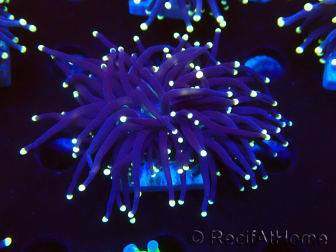WYSIWYG Euphyllia glabrescens (Mariculture acclimated under LED) 8I3